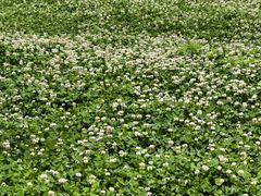 -汉长安城未央宫国家考古遗址公园