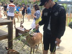 -鹿境梅花鹿生态园区