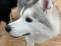 -Let's go狗咖·猫咖·奶狗·桌游(春熙路IFS店)