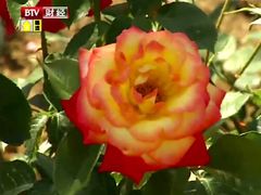 yue ji-密云玫瑰情园