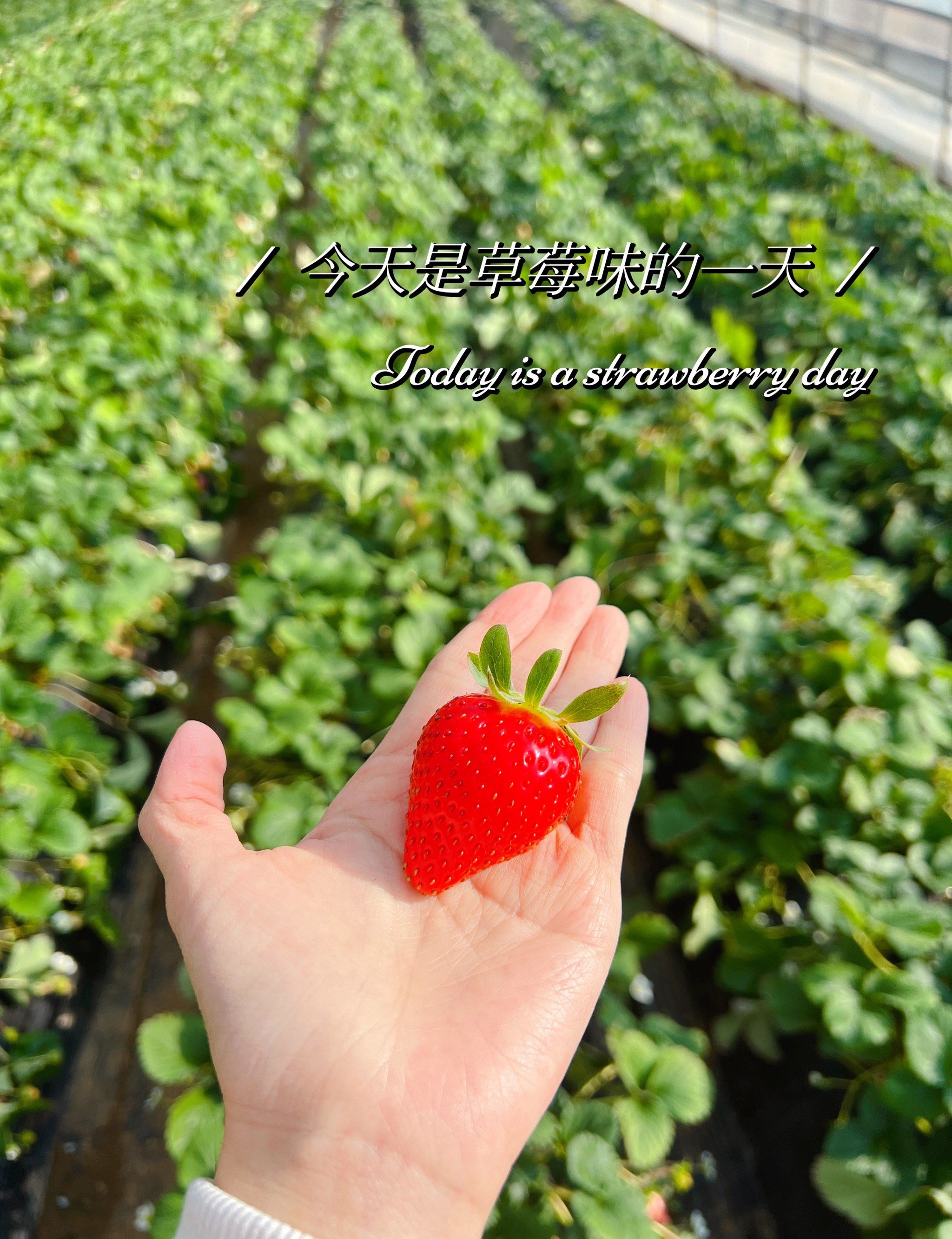 0元玩转这座城#草莓采摘园 #新鲜采摘 #愉快的周末时光 #草莓园 #摘
