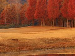 -黄海国家森林公园