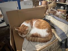 -小洲村