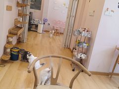 -猫咪派对(江南西店)