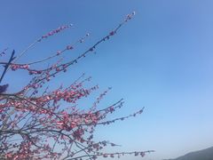 -香雪海