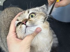 -爱洗澡的猫(天河路店)