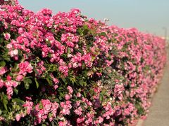 -上海滨江森林公园