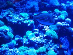 -太平洋海底世界