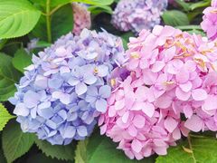 -金银湖国家城市湿地公园