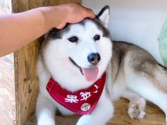 -Husky Go! 哈士奇体验馆·宠物咖啡厅狗咖
