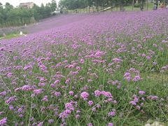 -大塘金香草谷
