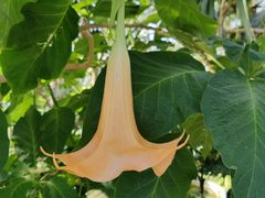 -北京植物园-展览温室