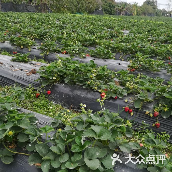 古港草莓园图片-北京采摘/农家乐-大众点评网