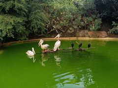 -珠海长隆海洋王国