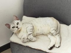 -中农国际动物医院24小时·猫科·骨科·急重症中心