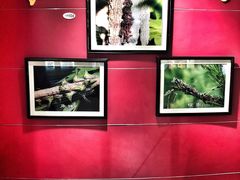 -上海昆虫博物馆