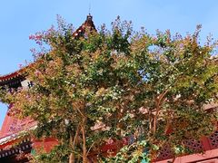 -天津大悲禅院