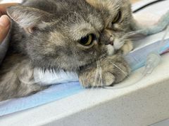 -达爱动物医院·犬猫分区·CT·复杂眼科(远洋山水分院)