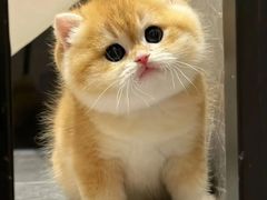 -猫十亿·布偶金渐层·曼基康矮脚猫舍(青年路店)