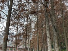 -重庆彩云湖湿地公园