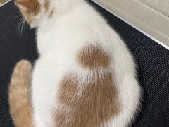 -瑞派旺宝宠物医院·犬猫全科综合·尿道专科(莲兴院)