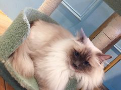 -遇见羊驼·奶狗咖·布偶猫咖·法斗柯基柴犬阿拉斯加(春熙路太古里IFS店)