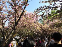 -西安青龙寺遗址景区