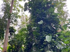 -中国科学院西双版纳热带植物园