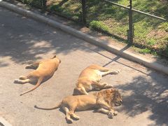 -大连森林动物园