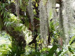 -深圳仙湖植物园