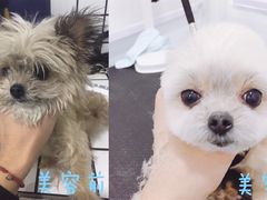 美容图-BABYDOG宝贝狗宠物乐园(欧洲城店)