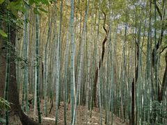 -上海佘山国家森林公园天马山园