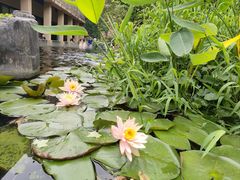-洋湖国家湿地公园