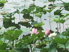-荷塘月色湿地公园·向阳花洲