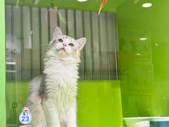 -唐小姐の私宠·宠物洗护美容·撸猫馆·购宠(周浦万达旗舰店)