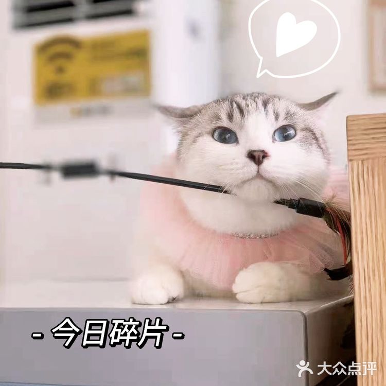 偶然看到这家宠物店，真的太高质量了[加油]