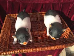 -珠海市体育中心-游泳馆