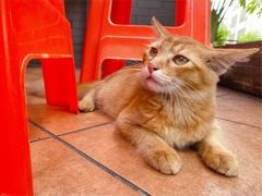 -黄连大头华烧鹅店(大良店)