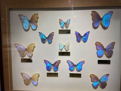 -上海昆虫博物馆