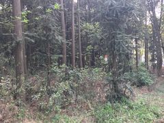 -青龙山国家森林公园