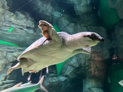 -上海海洋水族馆