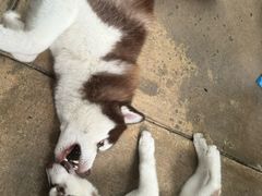 -TrueLove @ Neverland (Husky Cafe)