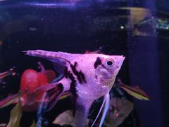 -龟与熊猫宠物公园(南坪店)