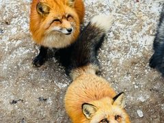 -宫城藏王狐狸村