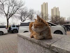 -乖乖宠物医院·猫科·急重症中心(车站北路分院)