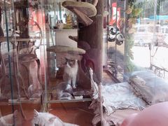 环境-糯米喵星人总部直营旗舰店·猫舍·幼猫出售
