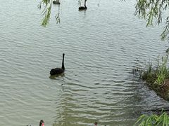 -长兴太湖图影湿地文化园