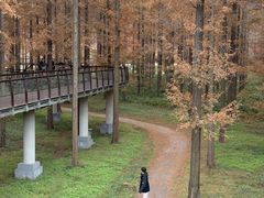 -黄海国家森林公园