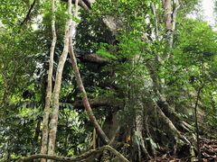 -西双版纳基诺山寨