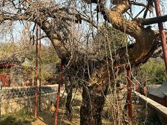 -泰山风景名胜区-普照寺